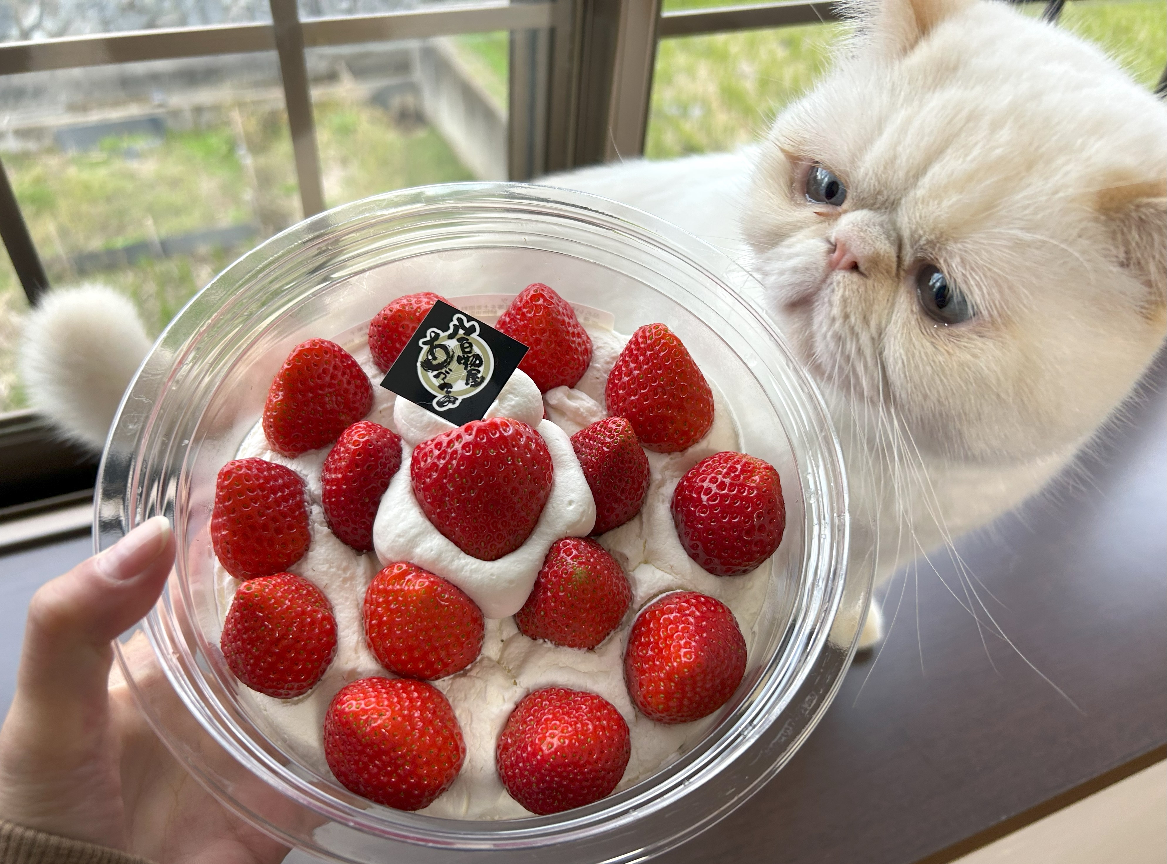 イチゴとクリームの海におぼれろ！ ロピアで発見した『いちごどっさり