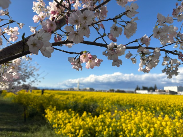 【埼玉】関東イチの花見の名所「幸手権現堂桜堤」に下調べゼロで行ってみた結果 → ナメすぎてた