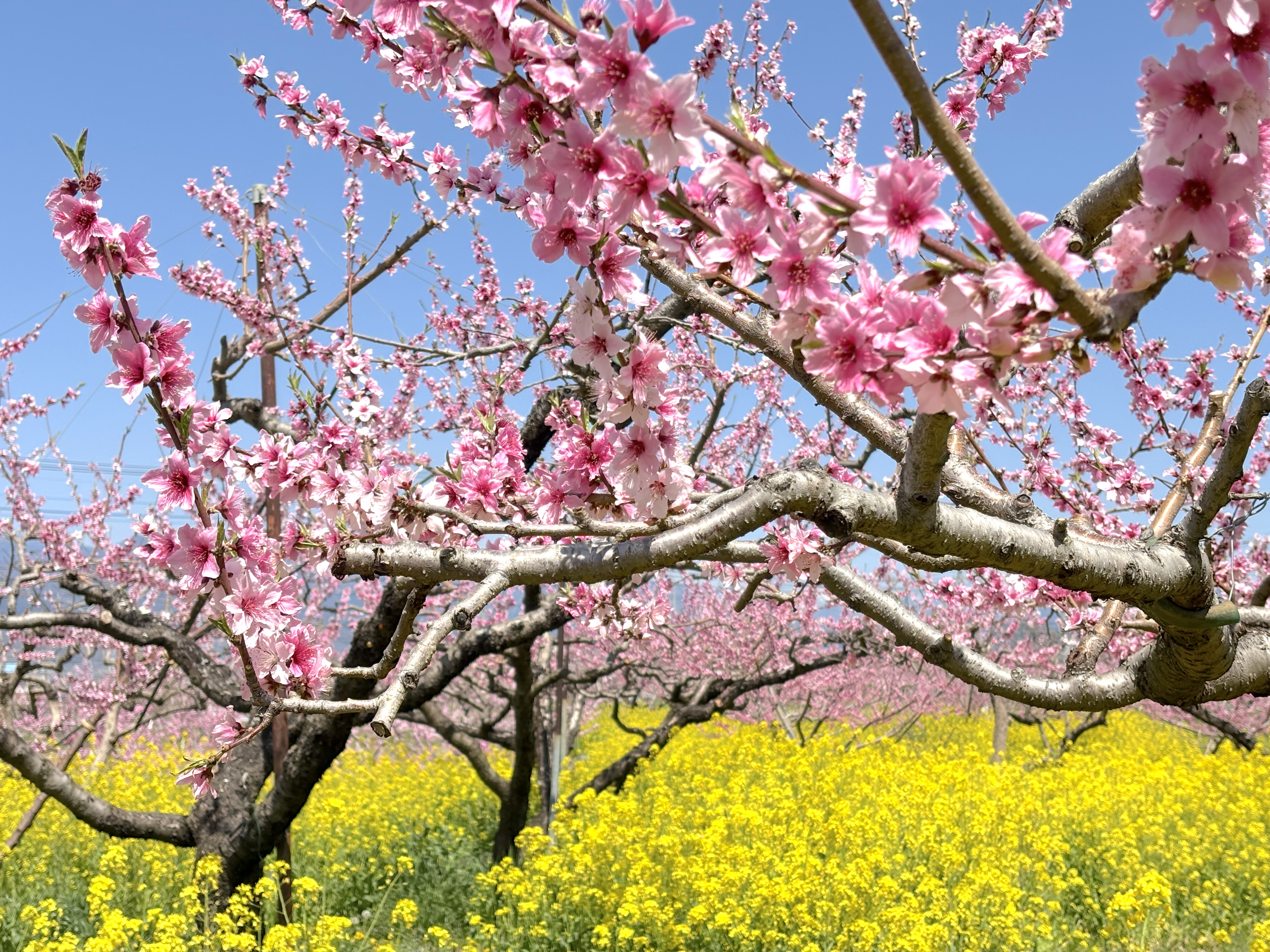 IMG_5894-2.jpg?w=1200&h=630&crop=1