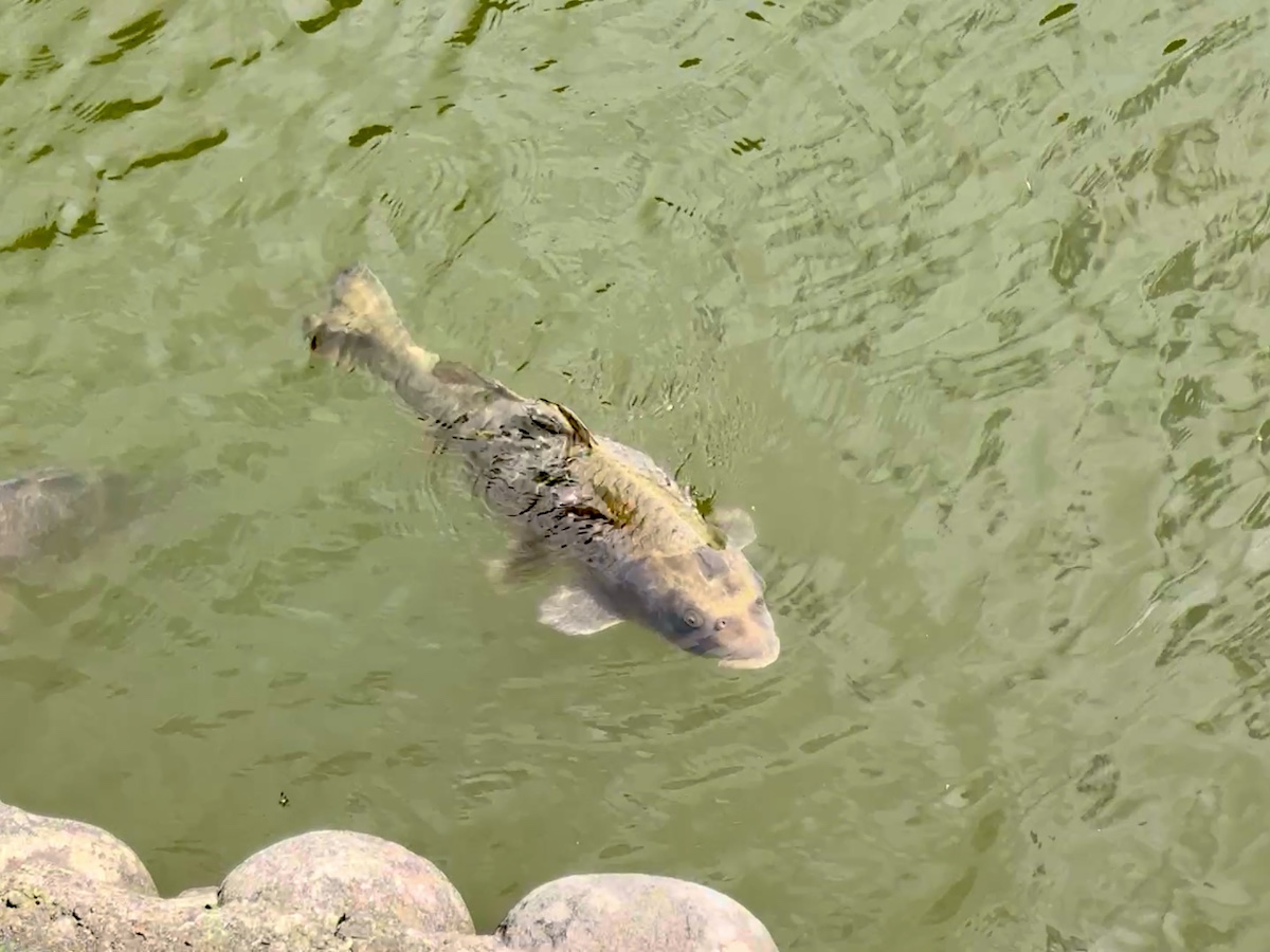 平成時代に大ブームとなった “人面魚” を探しに行く！ 私が出会った彼