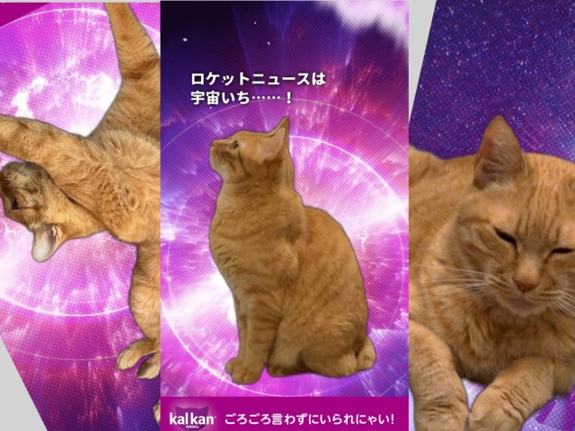 愛猫のおもしろコラージュが作れる「カルカン宇宙猫メーカー」が可愛すぎるので全猫飼いが遊ぶべき