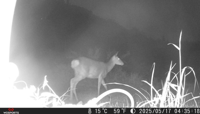 【ありがとう（涙）】防犯カメラを確認したら「古民家作業を手伝う鹿」が映っていた / 100万円の古民家72