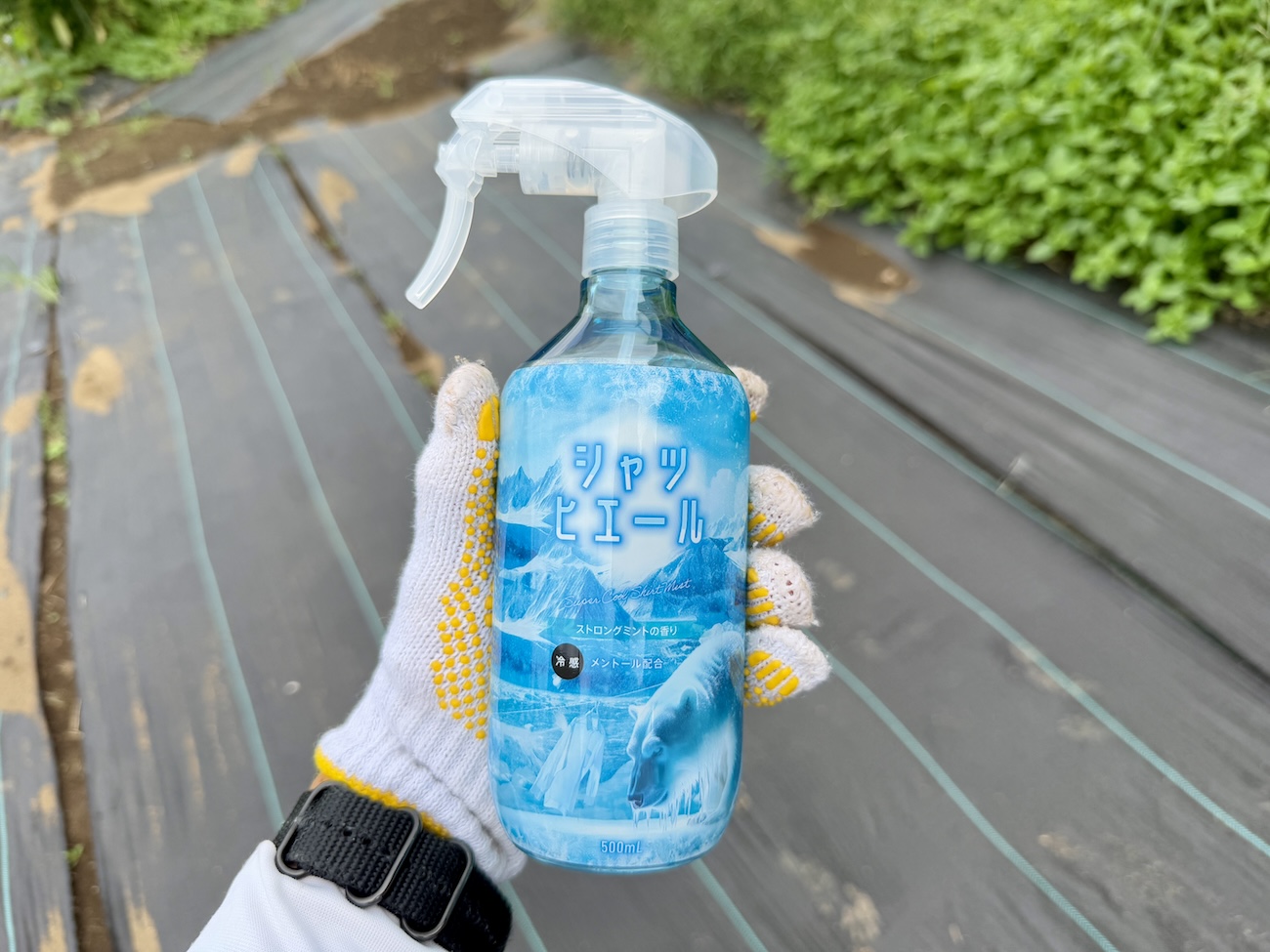 本日限定価格‼️シャツヒエール10個 ドンキの限定商品「シャツヒエール ストロングミント」が