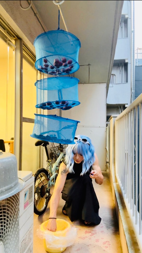 【梅仕事2025】会社で梅干し漬けてみた：その3「干し」 → 完成