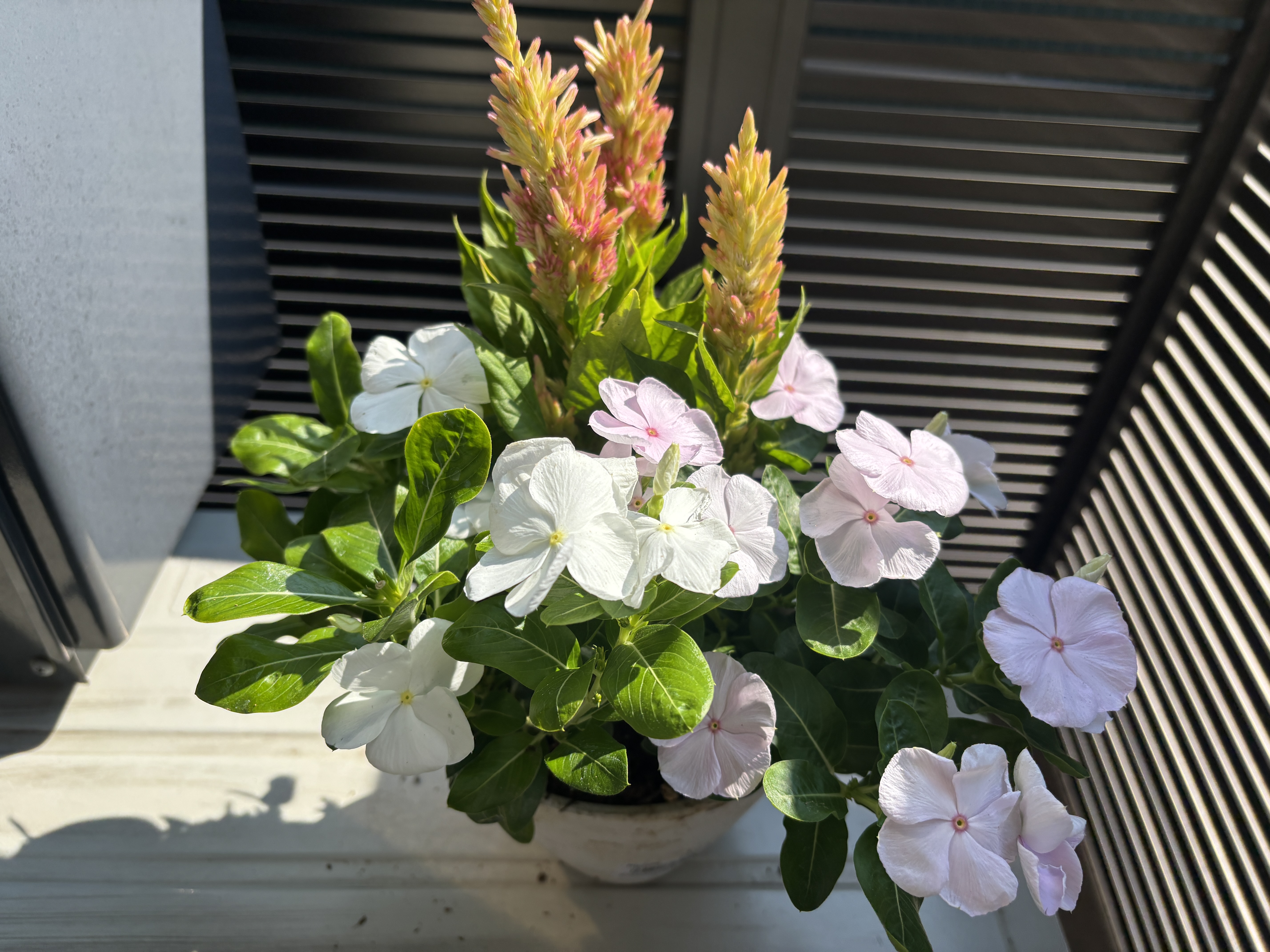 ひょんなことから花を育てたら園芸が想像の100倍ヤバくてビックリした