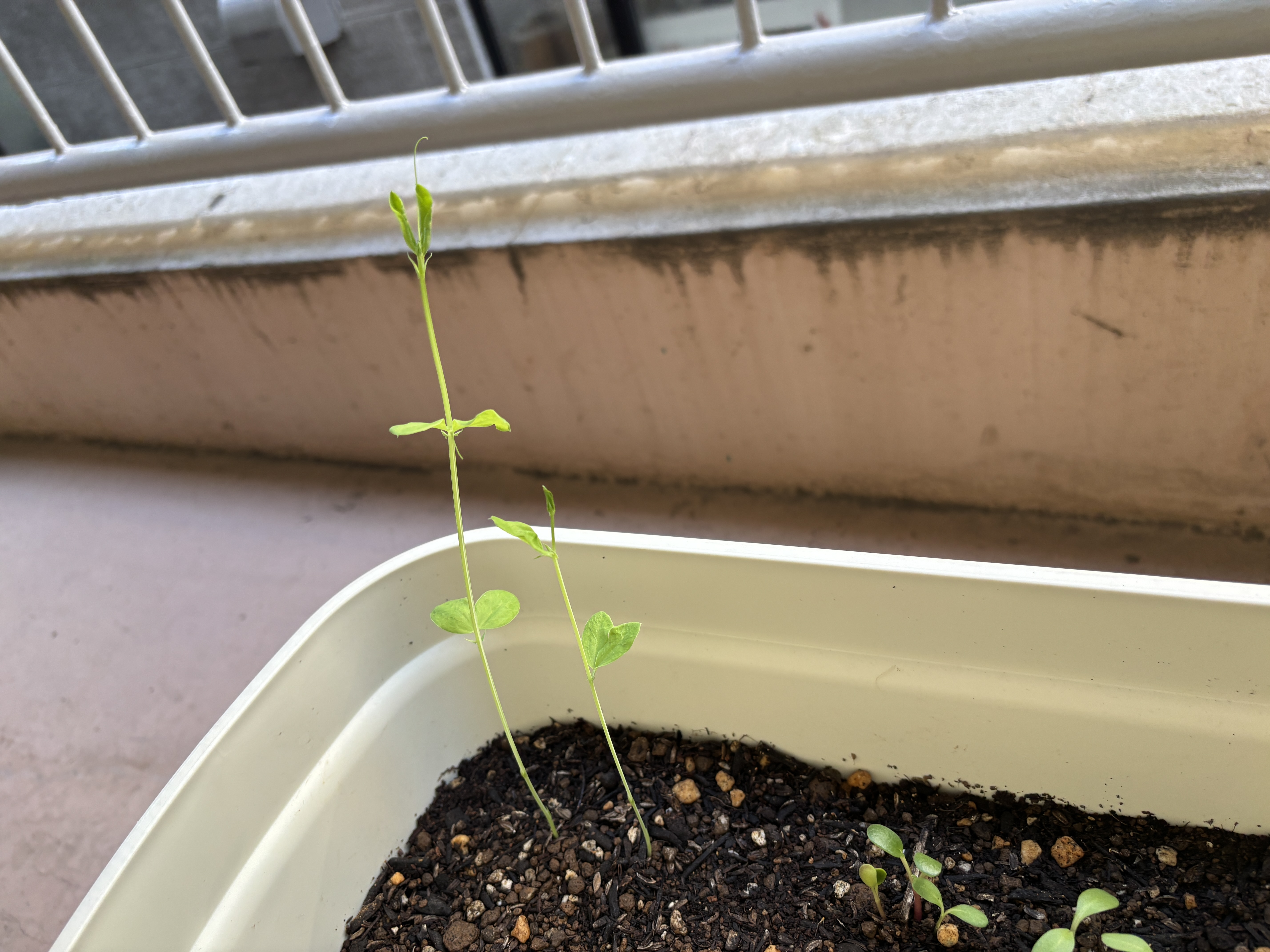 何の花が咲くか謎の種を蒔いたら…たった1週間で大事件勃発！ 1個だけ