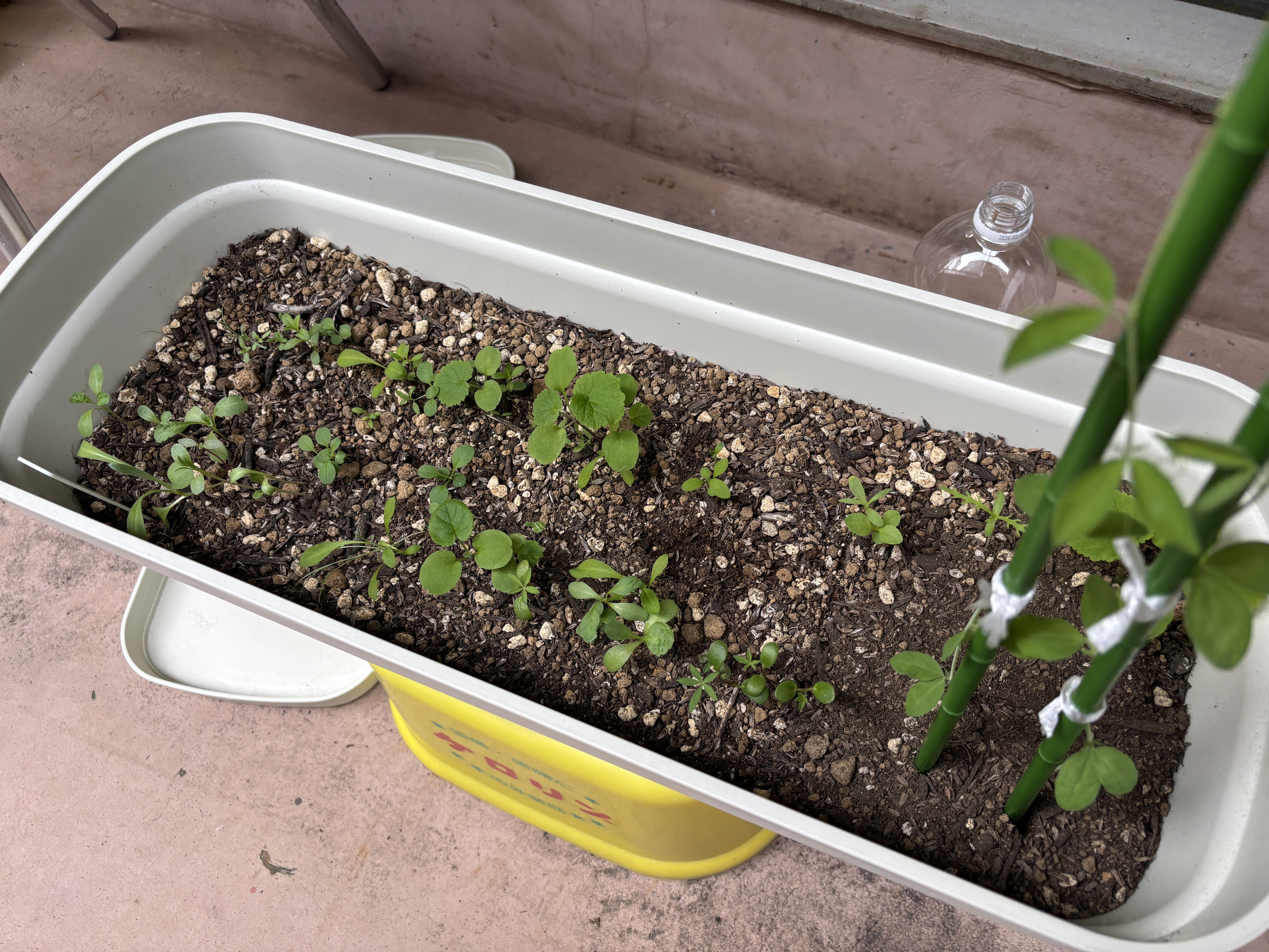 何の花が咲くか謎の種を蒔いたら…たった1週間で大事件勃発！ 1個だけ