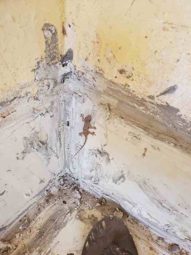 ケニアの「家の中でヤモリやトカゲを見たらすぐ殺す理由」に「なるほど…」となった / カンバ通信：第419回