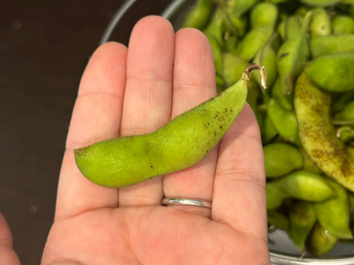 年に2週間しか食べられない幻の枝豆「どらまめ」を発見！ 売り切れ続出