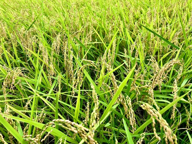 県民から見た、現在の新潟のお米事情 / 親戚の田んぼが水不足になっていて「マズいのでは」と思っていたけど… 県民から見た、現在の新潟のお米事情 / 親戚の田んぼが水不足になっていて「マズいのでは」と思っていたけど…