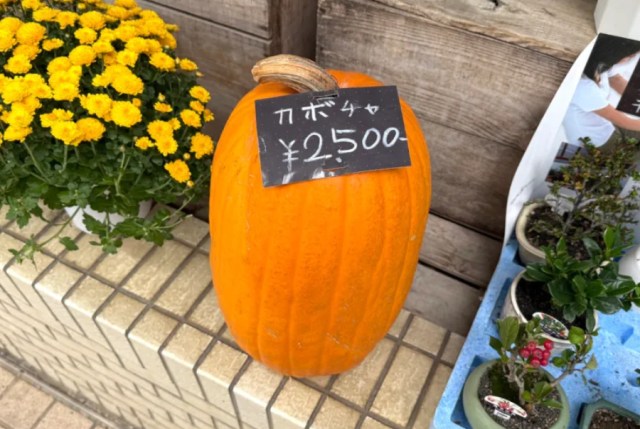 【投票企画】伝わるキャッチコピーはどれだ!? 第17回表現王選手権「ハロウィン」の魅力を端的に伝えろ! 【投票企画】伝わるキャッチコピーはどれだ!? 第17回表現王選手権「ハロウィン」の魅力を端的に伝えろ!