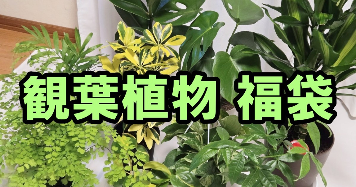 楽天の観葉植物福袋で部屋を緑化する話