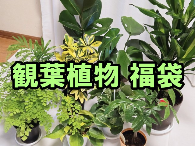 【福袋2026】部屋を鮮やかなグリーンでオシャレに！ 楽天の「観葉植物福袋」が大小9鉢も届いてめちゃくちゃ良い感じ！