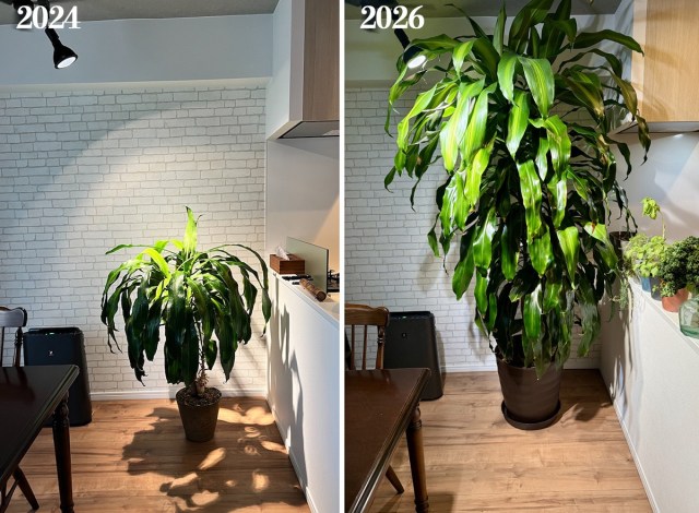 10年以上育てた観葉植物ドラセナの急成長が止まらず、ついに天井に到達！ そして思う。大切なのは「対話」だと