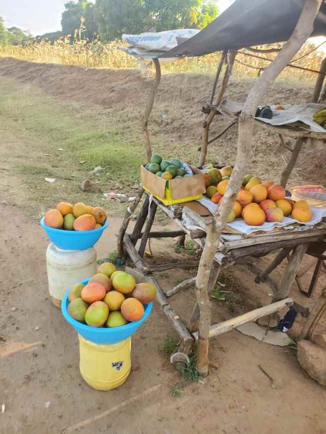 実はマンゴー天国なケニア! 5個で20円の衝撃安値と、「その場ならタダ」の掟とは?【カンバ通信:第439回】 実はマンゴー天国なケニア! 5個で20円の衝撃安値と、「その場ならタダ」の掟とは?【カンバ通信:第439回】