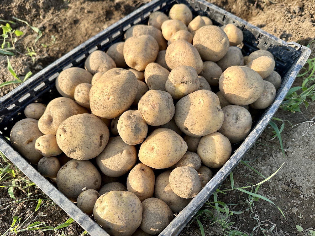 働きながらでも野菜づくりはできる！ 野菜を出荷する記者が選ぶ「初心者向け春夏野菜4選」