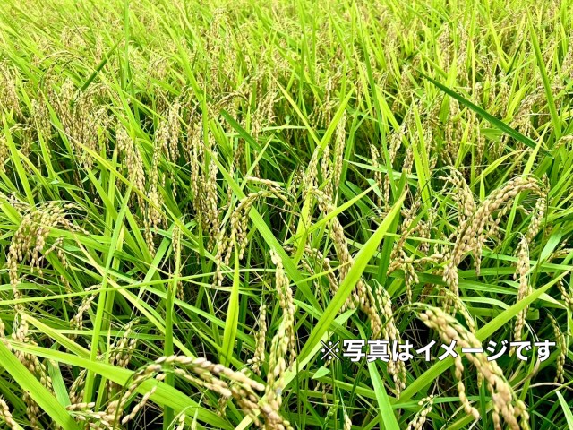 【ほぼ半額】新潟のブランド米「こしいぶき(2kg)」が2919円 → 1598円! ネット通販ハンター古沢が選ぶ目玉商品8点 / Amazonタイムセール 【ほぼ半額】新潟のブランド米「こしいぶき(2kg)」が2919円 → 1598円! ネット通販ハンター古沢が選ぶ目玉商品8点 / Amazonタイムセール