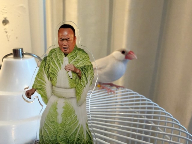 【なんで商品化した】細川たかしが白菜にされたので、我が家の文鳥に与えてみた