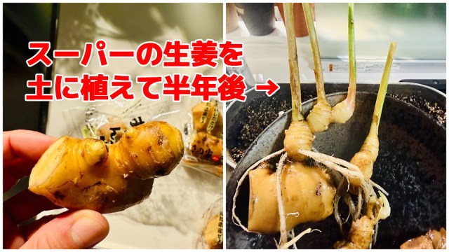 スーパーで買った「普通の生姜」を土に植えたらどうなる？ → 2ヶ月で天井到達、最終的に食べるまでの全記録