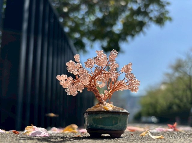 【人気】話題の「ネジッテBONSAI」で桜の盆栽を作ってみた / お花見がわりに気軽に始めたら5時間もかかってしまった