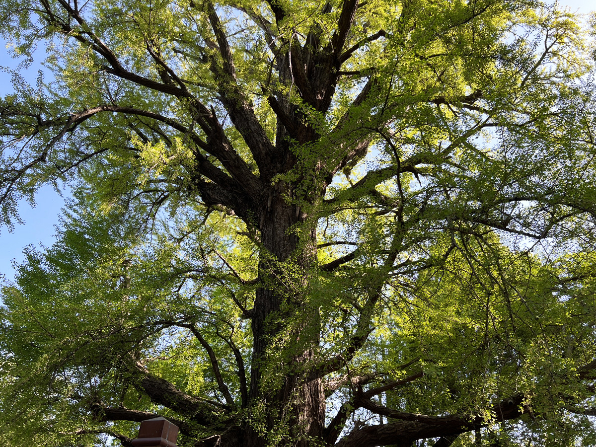 【コラム】池袋から歩いていける樹齢600年のイチョウが凄かった / 写真に収まらないデカさに感じる体験の大切さ