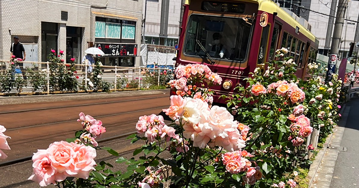 薔薇と路面電車の共演! 大塚バラロード散歩