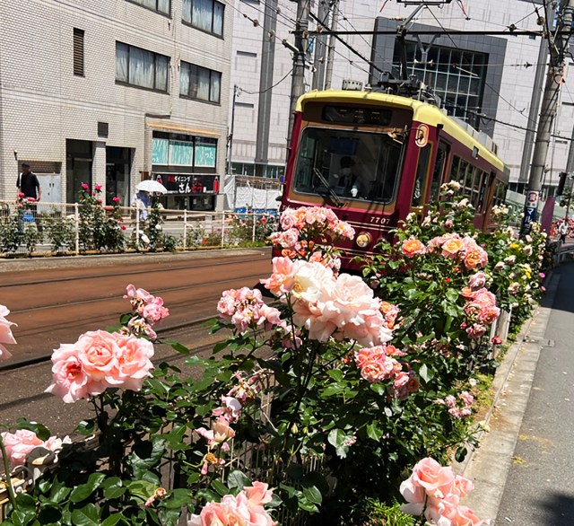 1210株の薔薇の中を路面電車が走る! 見頃を迎えた「大塚バラロード」の始まりが意外だった / 地域課題から生まれた風物詩 1210株の薔薇の中を路面電車が走る! 見頃を迎えた「大塚バラロード」の始まりが意外だった / 地域課題から生まれた風物詩