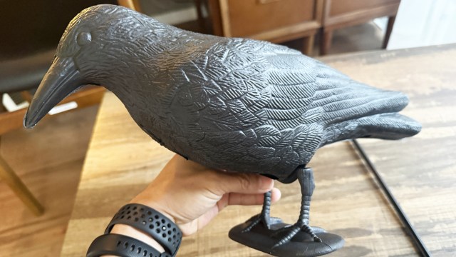 鳩よけのカラスを置いたら鳥寄せになった