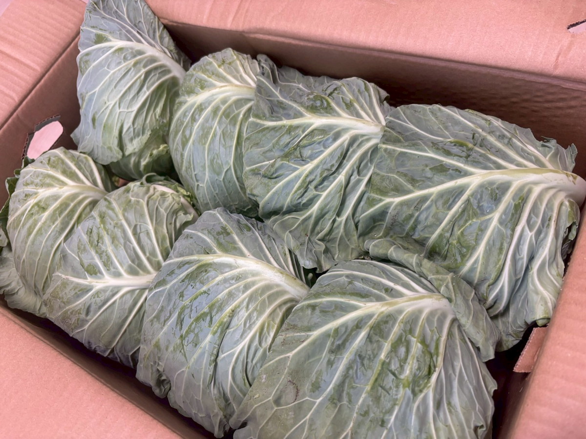 激安】キャベツ1玉あたり約54円！ 箱買い野菜と珍魚にテンション爆