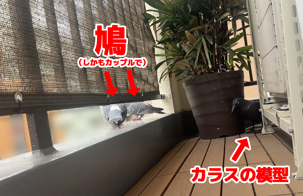 【証拠写真あり】鳩よけのカラス、まったく役に立たず