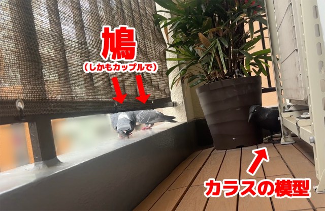 【証拠写真あり】鳩よけのカラス、まったく役に立たず