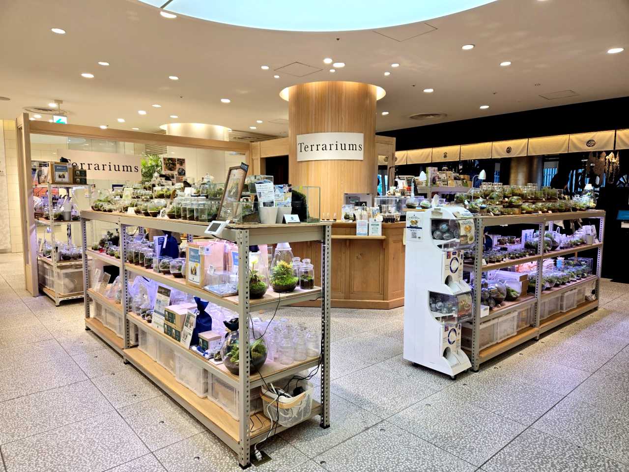 珍ガチャ】誰でも簡単に「苔テラリウム」が作れる！ 専門店が本気で