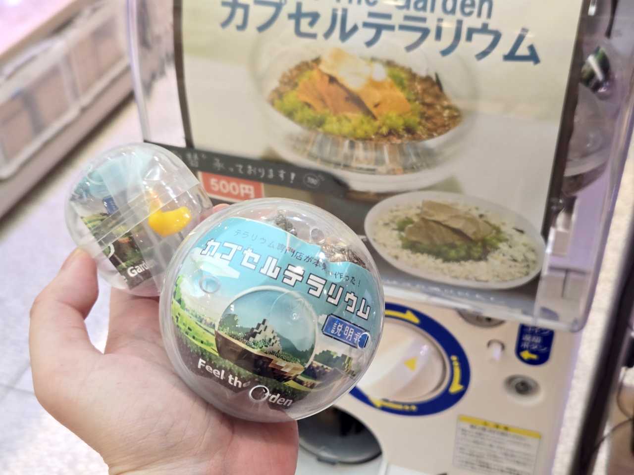 珍ガチャ】誰でも簡単に「苔テラリウム」が作れる！ 専門店が本気で
