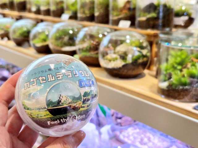 【珍ガチャ】誰でも簡単に「苔テラリウム」が作れる！ 専門店が本気で作った『カプセルテラリウム』が500円で道具まで全て揃ってスゴい！
