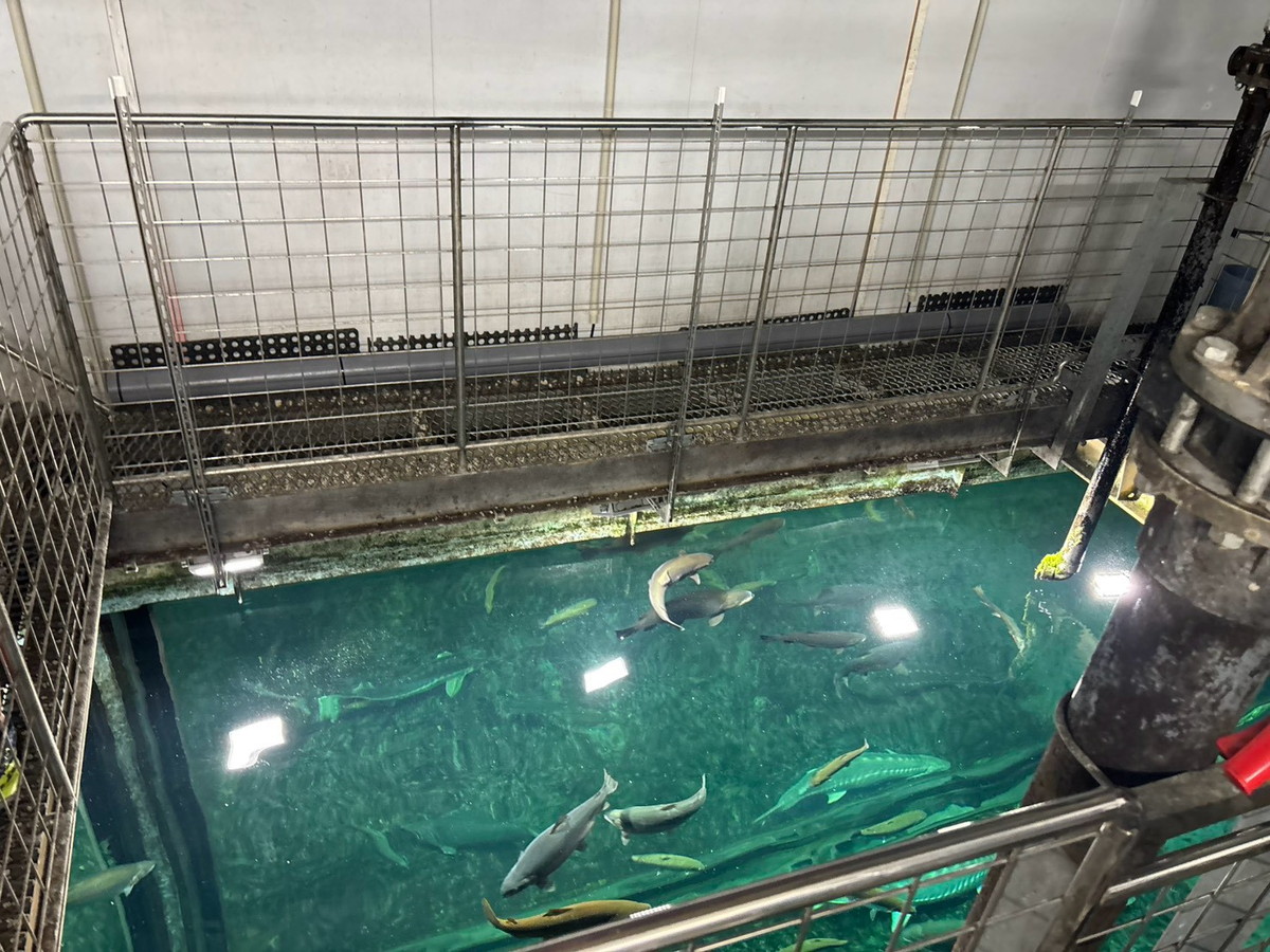 【水族館の裏側】500円のバックヤードツアーに参加したら、巨大水槽の上で足がすくんだ / 北海道「サケのふるさと 千歳水族館」
